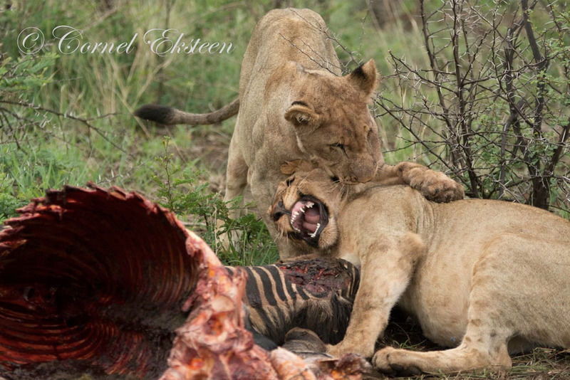 Impodimo Game Lodge Madikwe viltreservat Exteriör bild