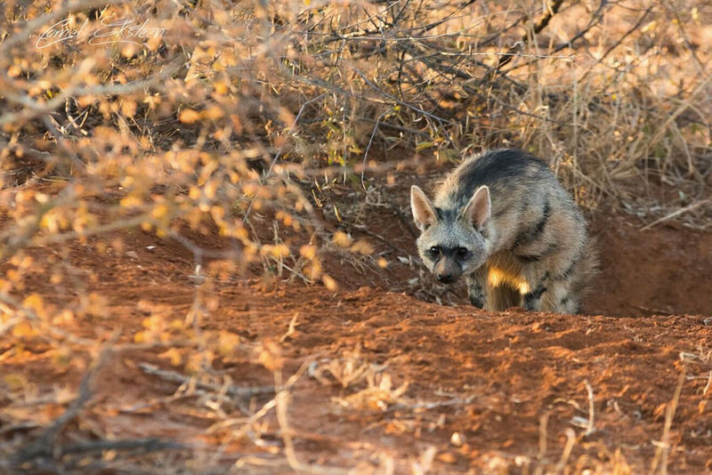 Impodimo Game Lodge Madikwe viltreservat Exteriör bild
