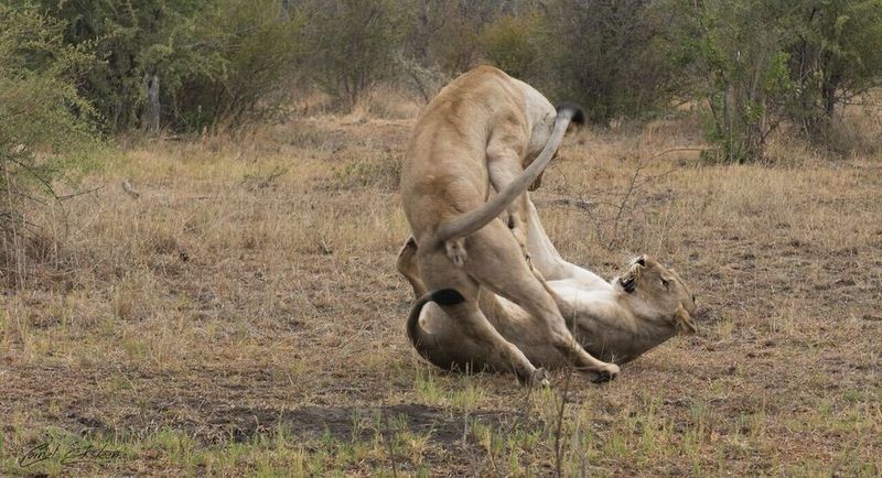 Impodimo Game Lodge Madikwe viltreservat Exteriör bild