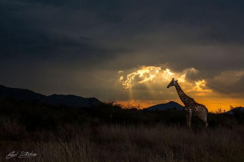 Impodimo Game Lodge Madikwe viltreservat Exteriör bild
